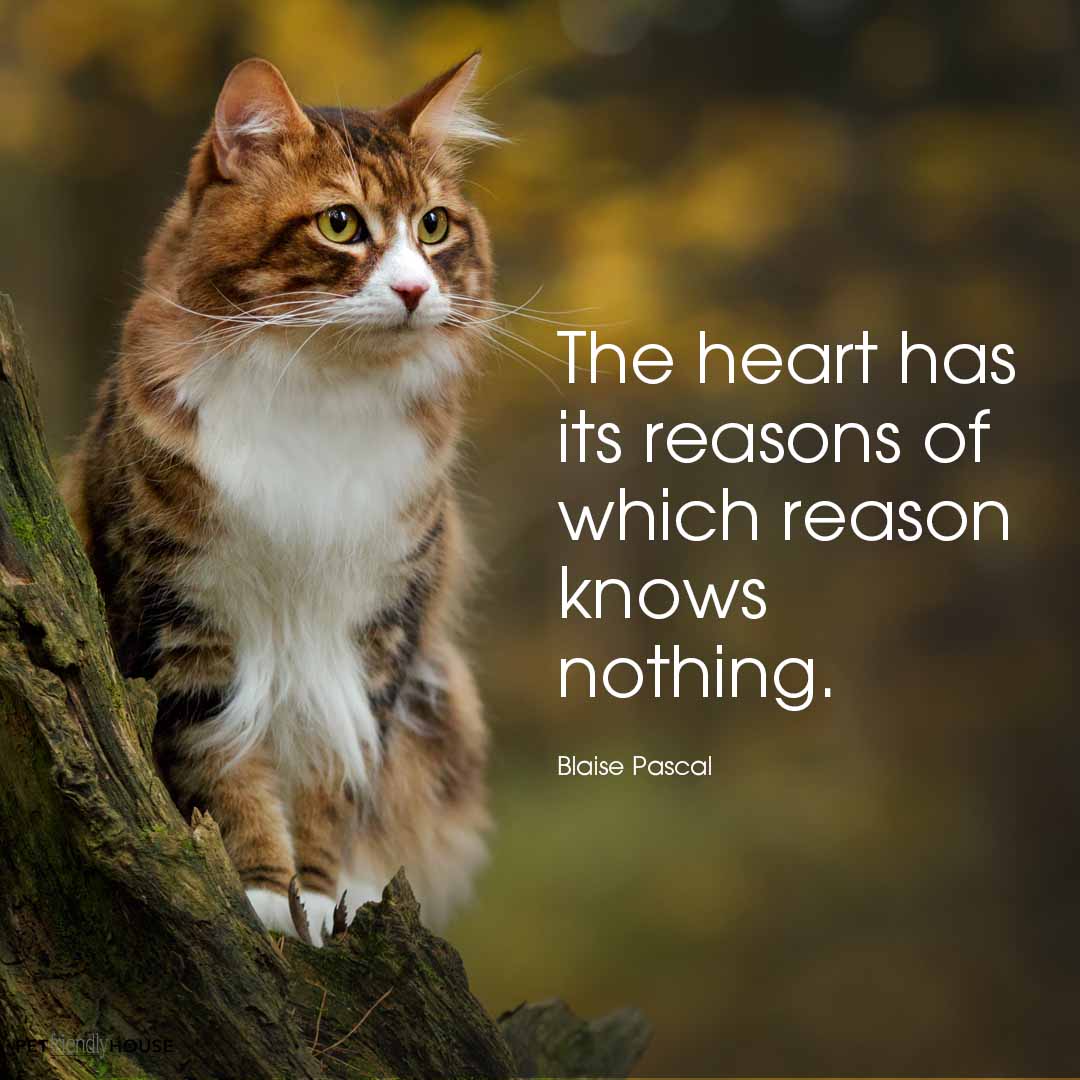 the heart knows