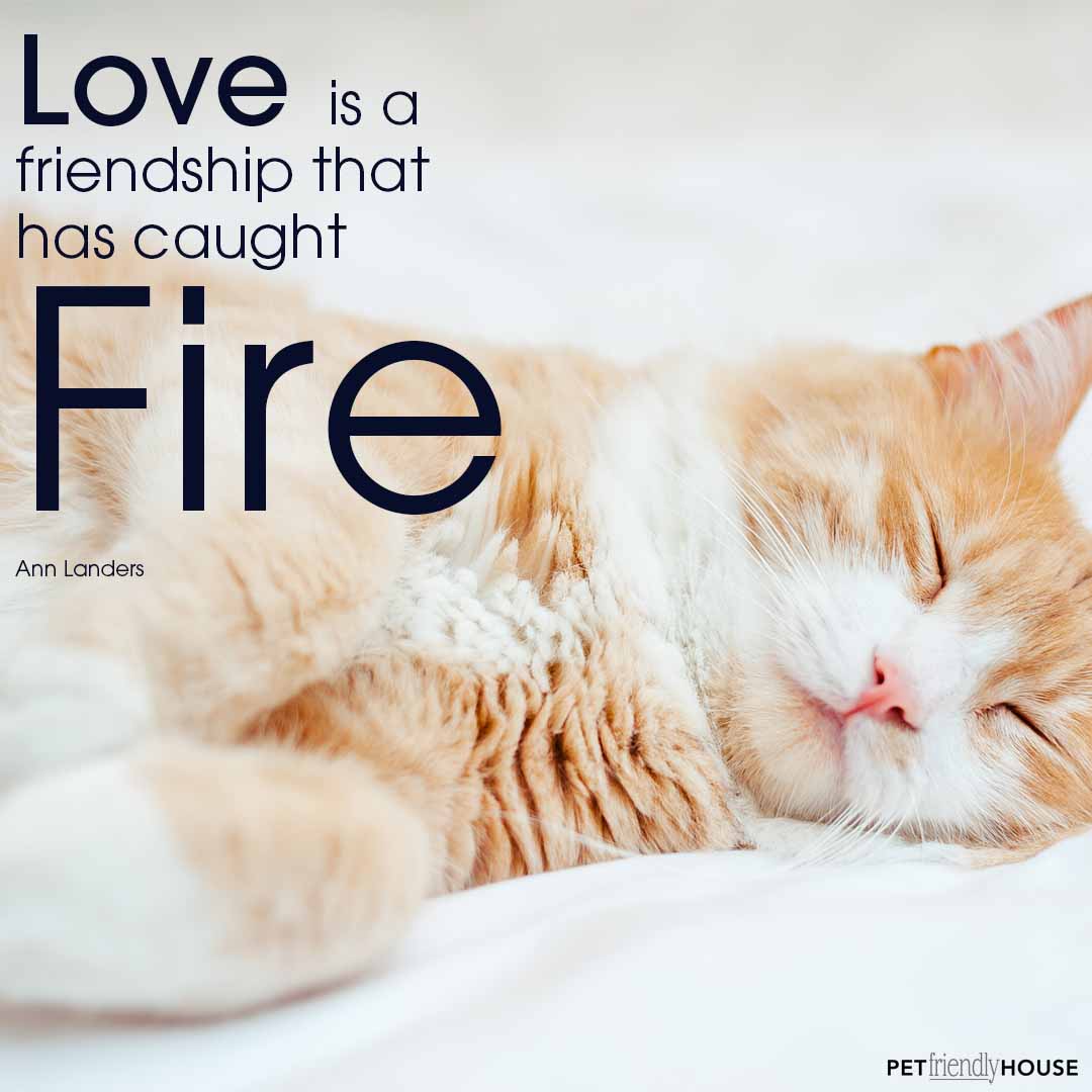 love caught fire