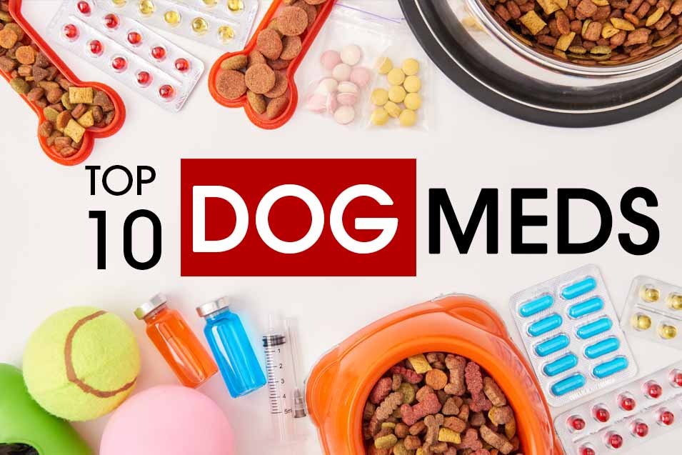 top 10 dog medication