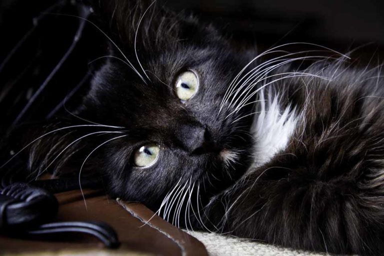 Xylitol Poisoning in Cats