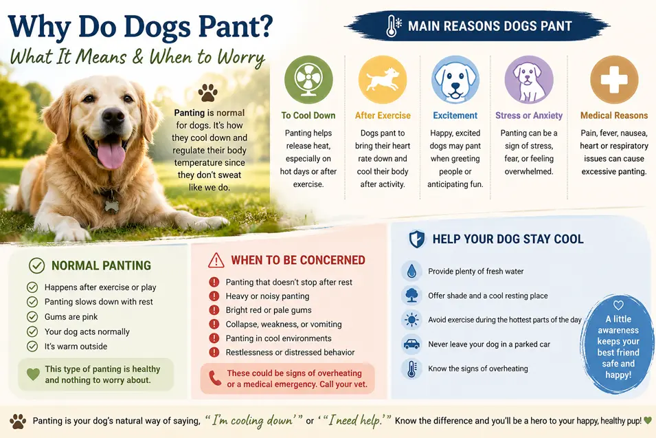 Infographic explaining why dogs pant, common causes, warning signs, and tips to keep your dog cool, featuring a happy Golden Retriever outdoors.