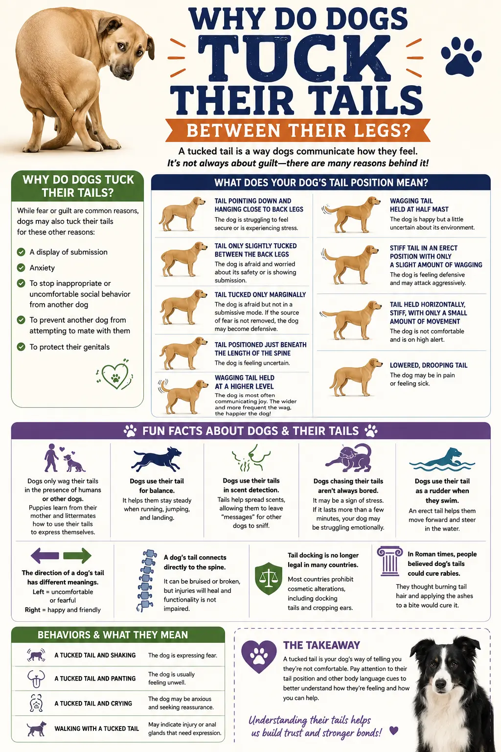 Infographic explaining why dogs tuck their tails, showing tail positions, emotions they signal, common causes, and behaviors that accompany a tucked tail.