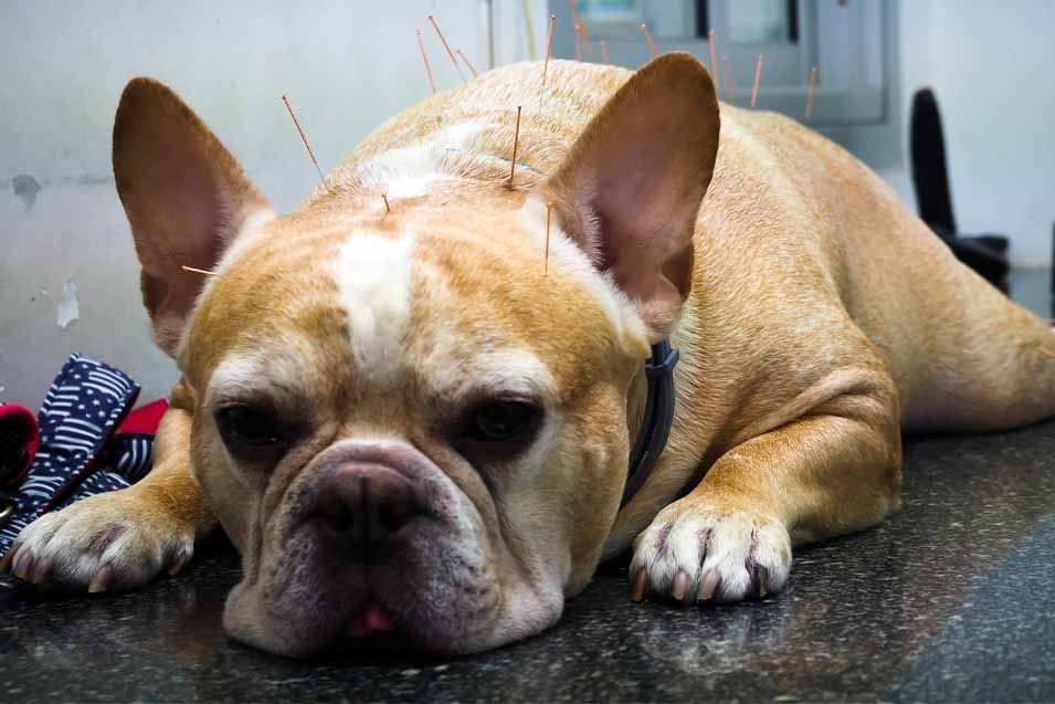 Acupuncture for dogs