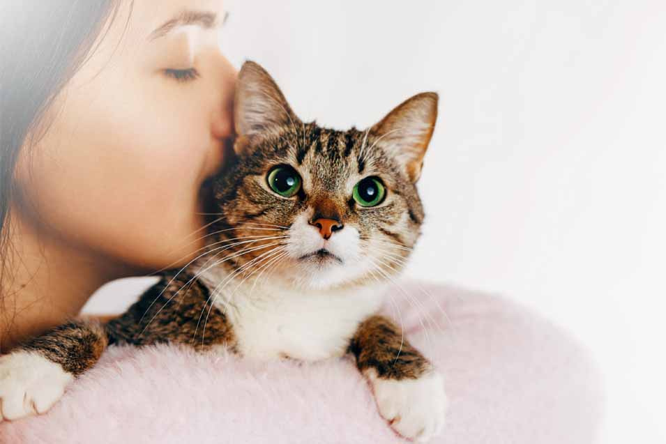 Halitosis in Cats