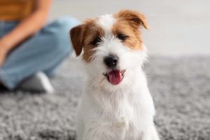 How to Train a Jack Russell Terrier