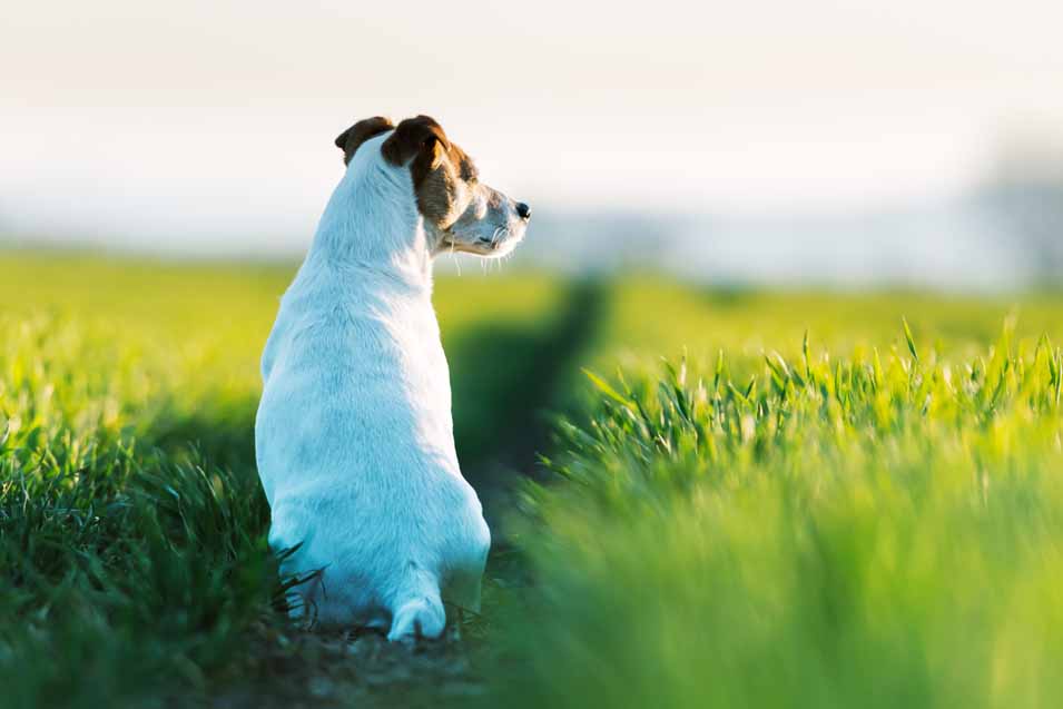 Training a Jack Russell Terrier