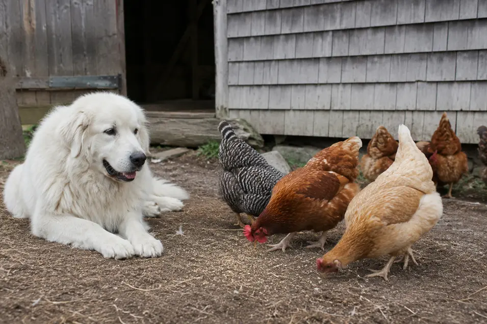 A calm farm dog relaxes beside a flock of chickens in a rustic barnyard, creating a peaceful rural scene with natural light and photorealistic detail.