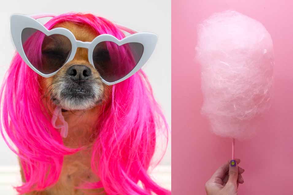 can dogs have cotton candy