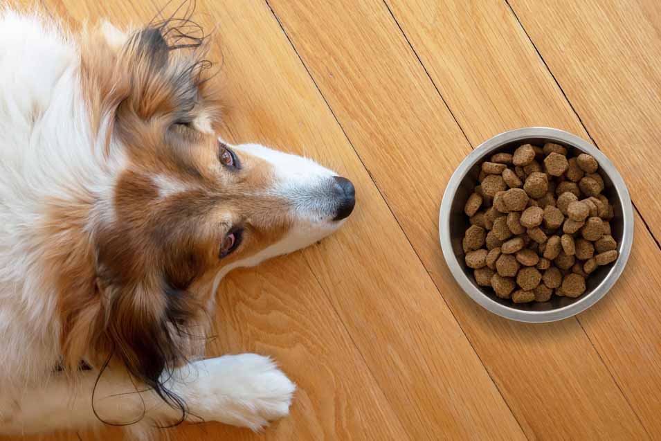 Can Dry Dog Food Go Bad