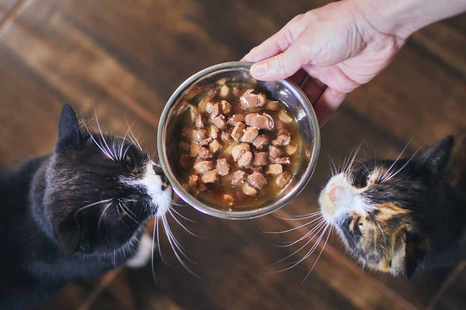 How Often Should Cats be Fed
