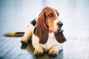 Picture of a Bassett Hound