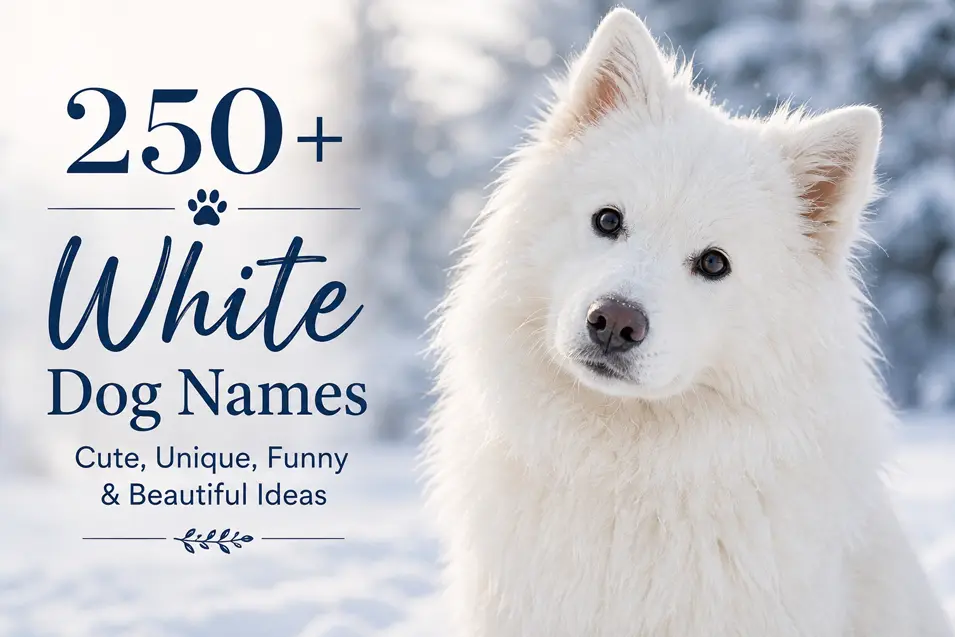 Fluffy white dog in a snowy winter setting beside elegant text highlighting 250+ cute, unique, funny and beautiful white dog names.