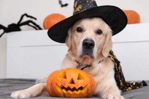 Why Do Dogs Hate Halloween
