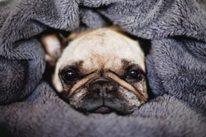 Are Weighted Blankets Safe for Dogs