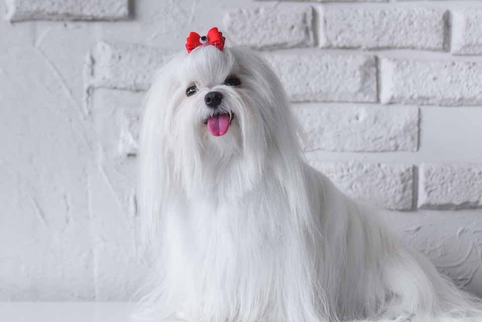 Picture of a Maltese dog