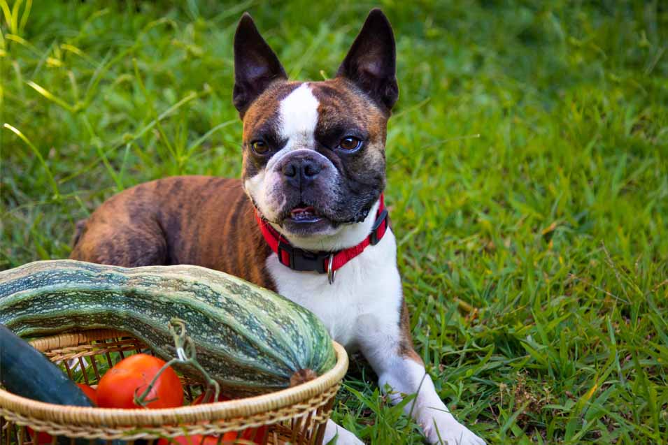 Picture of a dog next to Zucchini