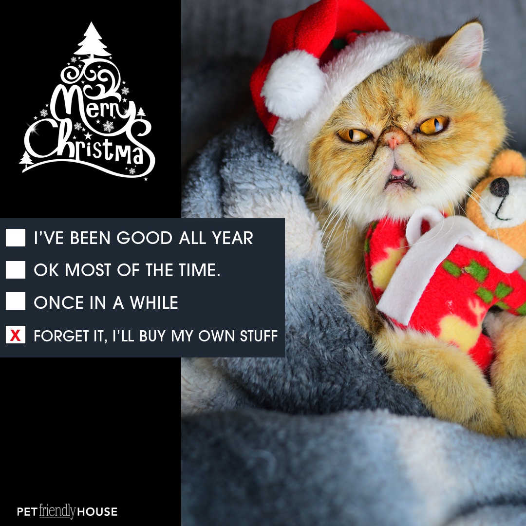 Picture of a Grumpy Christmas Cat