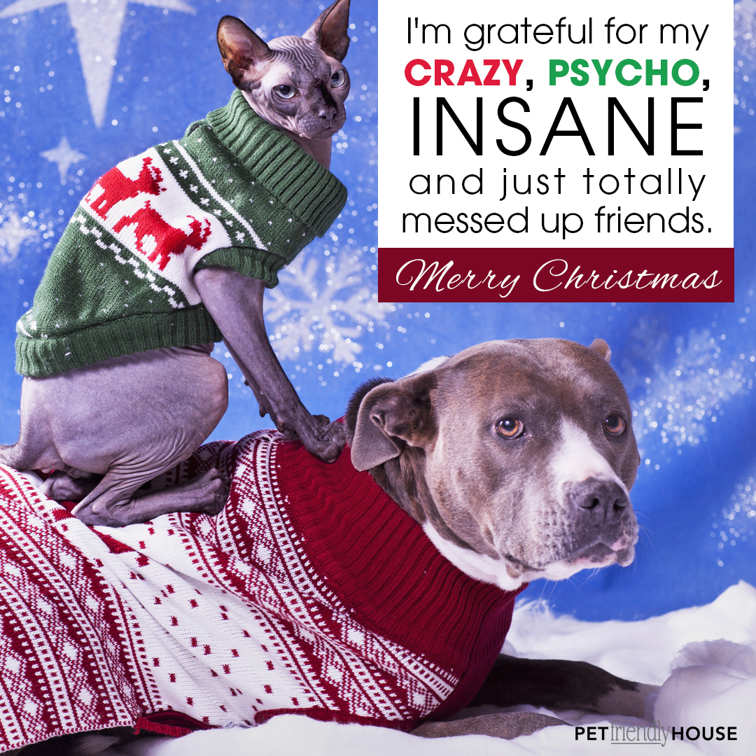 Picture of a cat and dog dressed in Christmas Sweaters