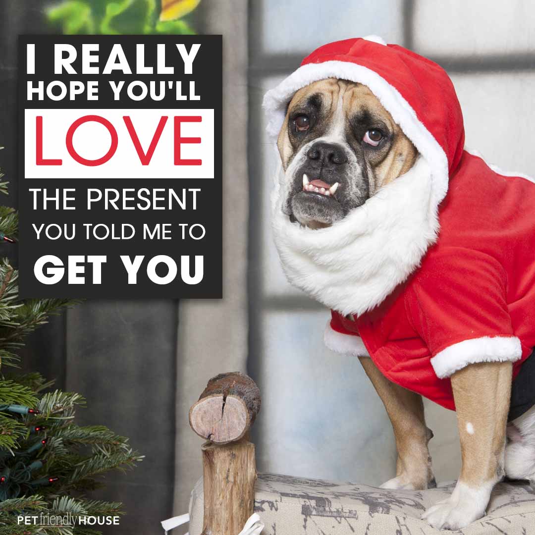 Picture of a Christmas Bulldog