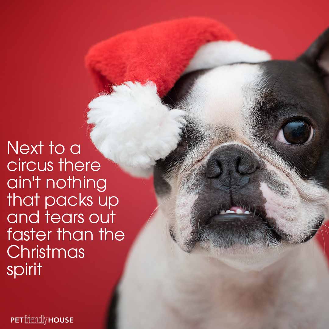 Boston Terrier with a Santa Hat