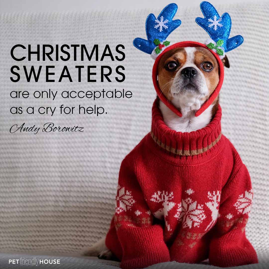 Cute dog in a Christmas Sweater