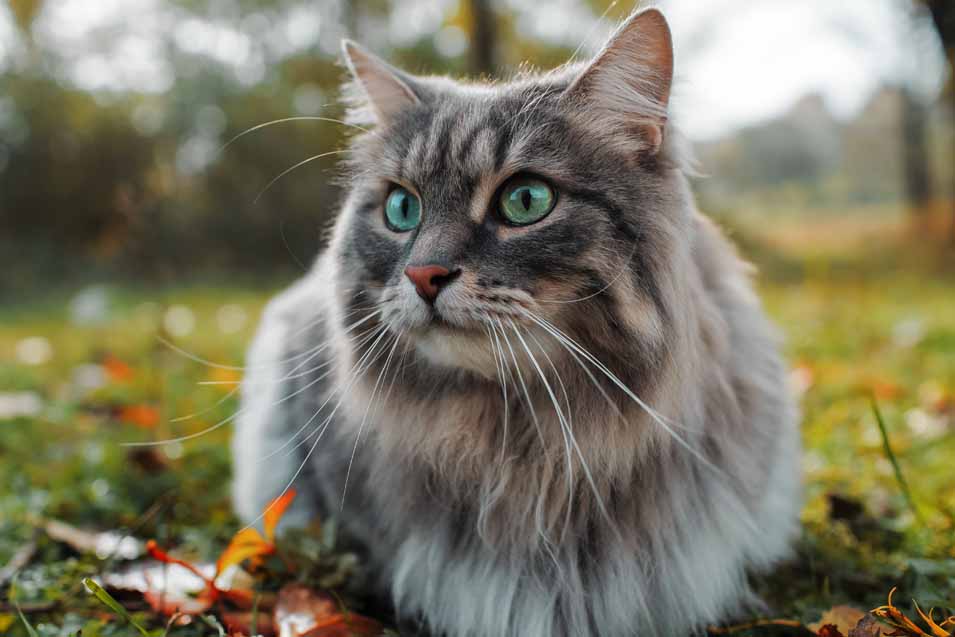 Picture of a long haired grey cat