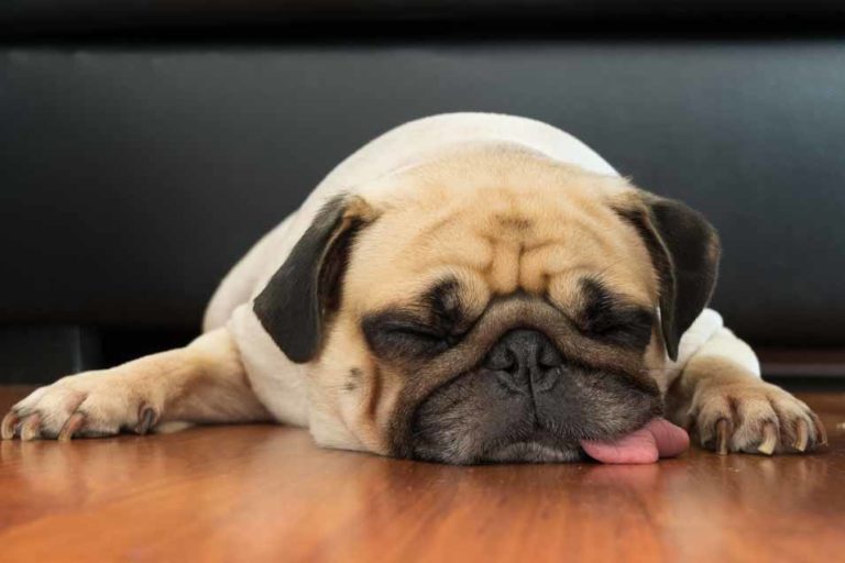 Pug sleeping with tongue out