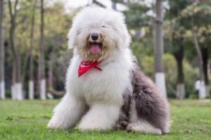 Picture of a Old English Sheepdog 