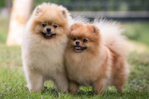 Picture of a Pomeranian