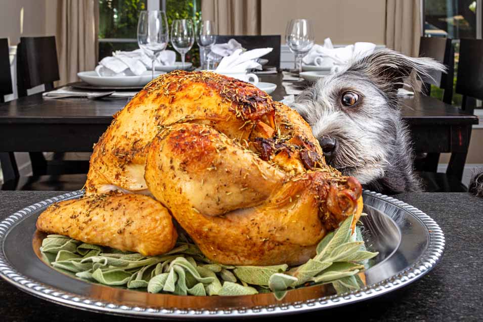 Picture of a dog looking at a cooked turkey