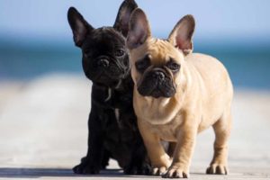 Picture of French Bulldogs
