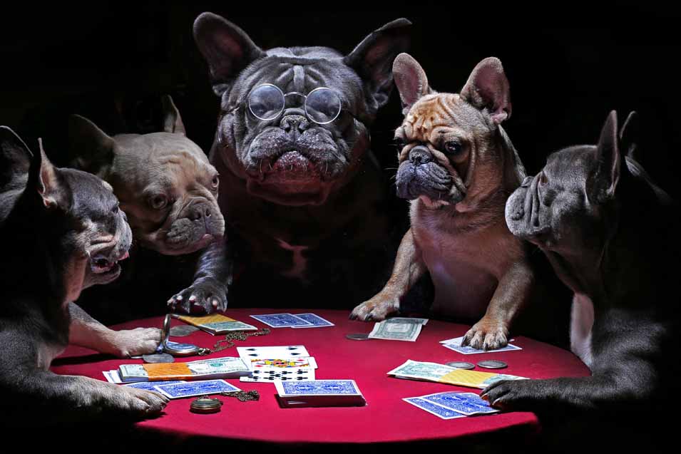 Picture of several French Bulldogs