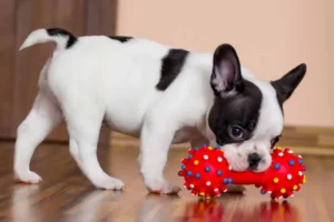 dog with a red toy