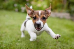 Picture of a puppy running