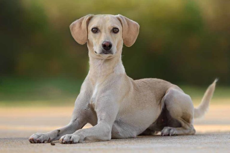 Vitamin A for Dogs Pet Friendly House