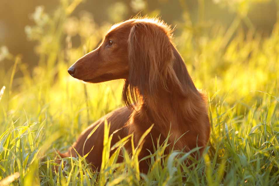 picture of a dachshund in the grass