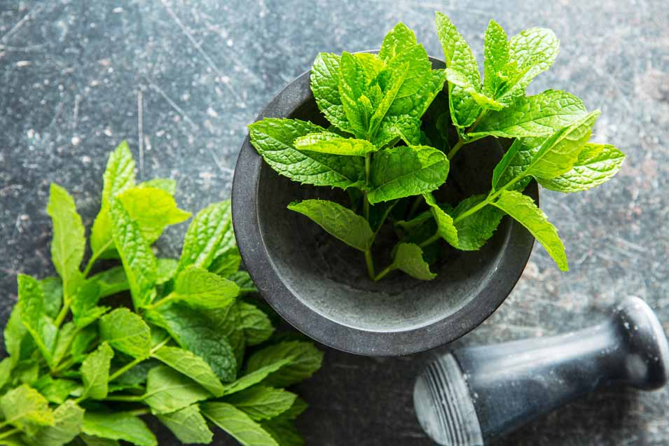 Picture of fresh mint