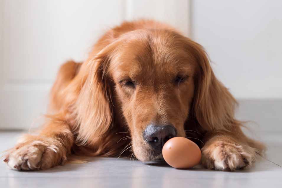 Picture of a dog and an egg