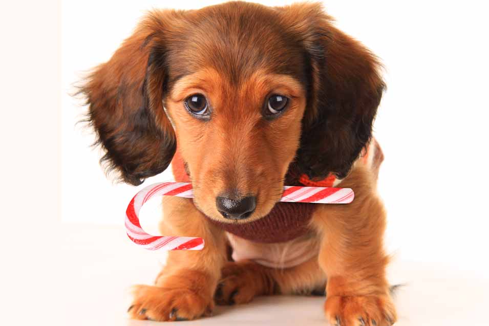 Picture of a dog with a candy cane