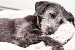 Picture of a grey dog sleeping