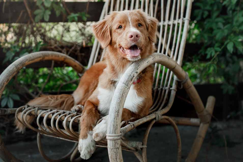 Picture of a dog on a rocking chair