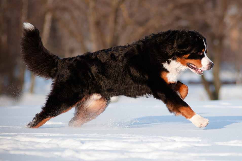 Picture of a Bernese Mountain Dog