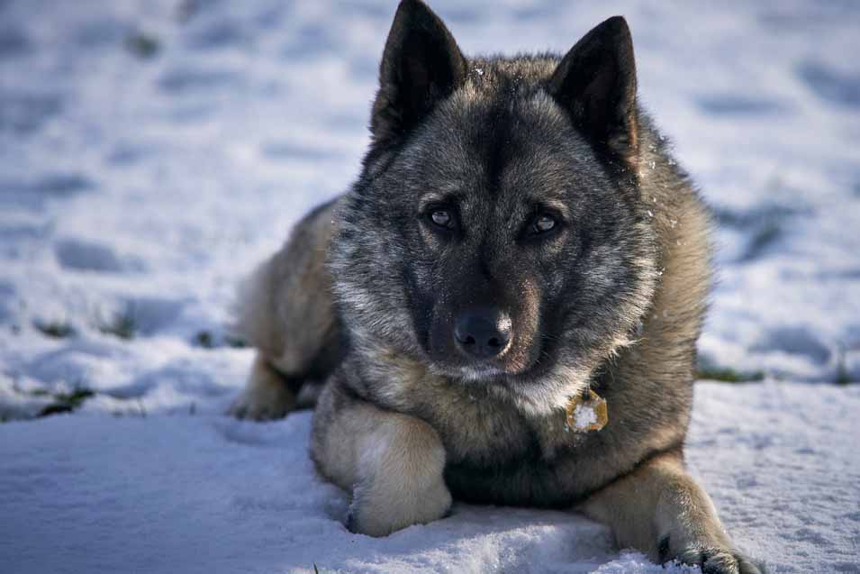 Picture of a Norwegian Elkhound