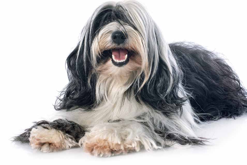 Picture of a Tibetan Terrier