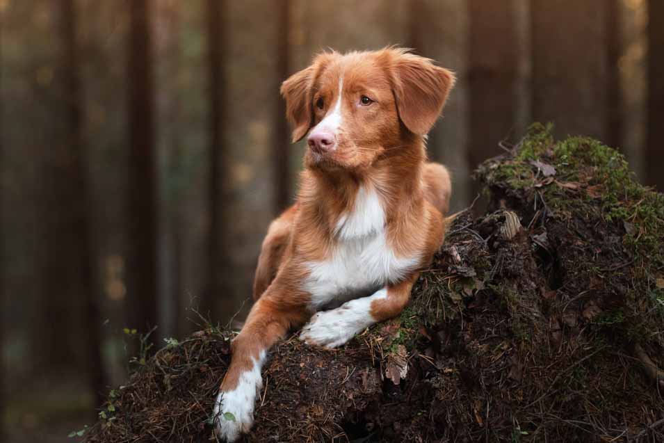 Picture of a brown and white dog