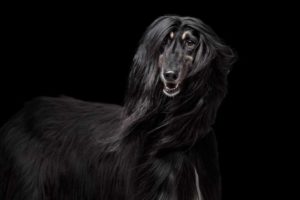 Picture of a Afghan Hound