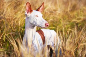Picture of a Ibizan Hound