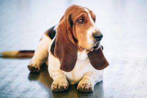 Picture of a Basset Hound