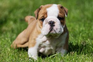 picture of a bulldog puppy