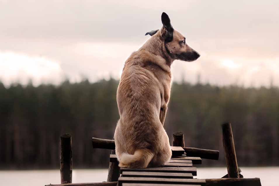 Picture of a dog at the lake